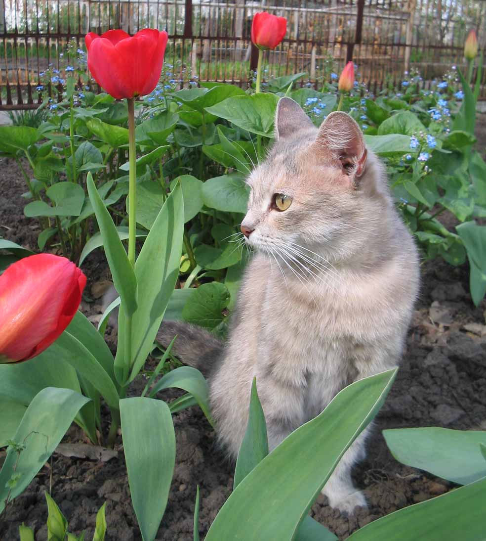 Хорошо сижу, далеко гляжу... Кошка, весна