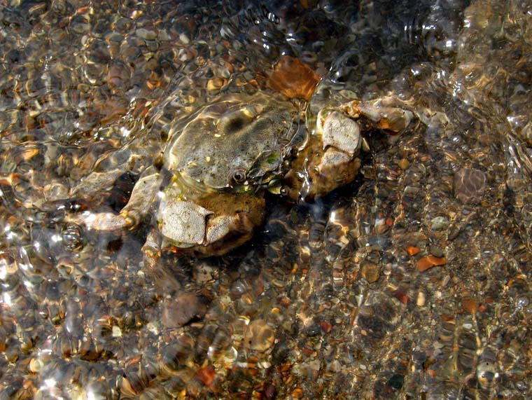Морская мозаика море, солнце, краб, волны, камни