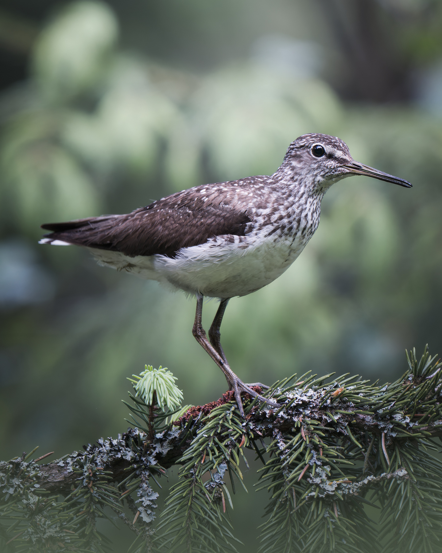 Черныш (Tringa ochropus) 