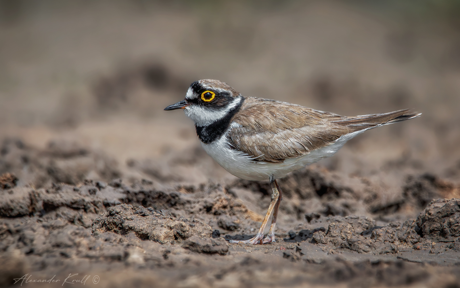 Зуёк малый зуёк галстучник кулик charadrius dubius
