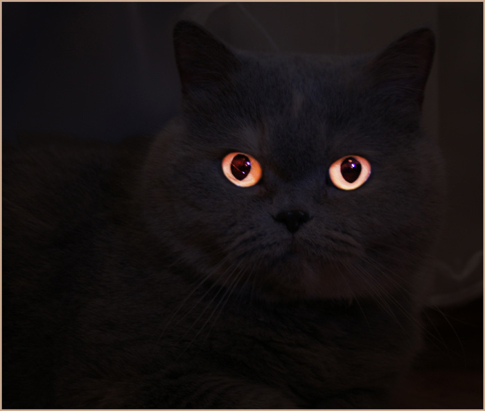 КОТ# 