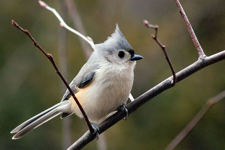 Tufted Titmouse Хохлатая синица