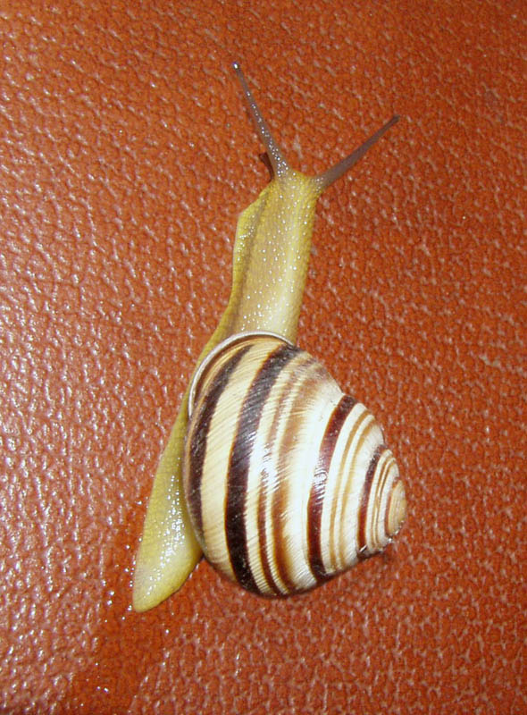 Улиточка 