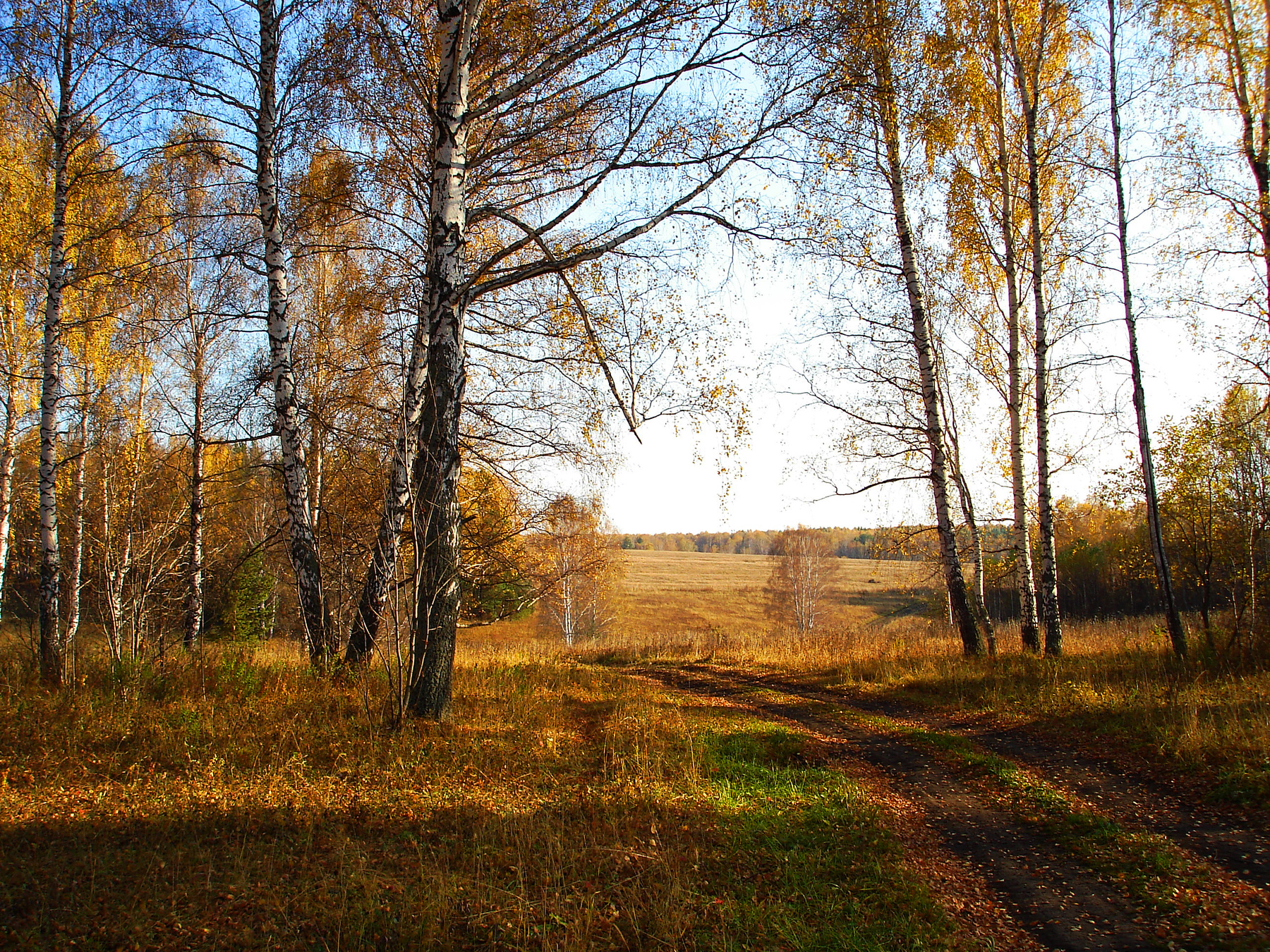 Осенняя дорога. Осень листья желтые березы