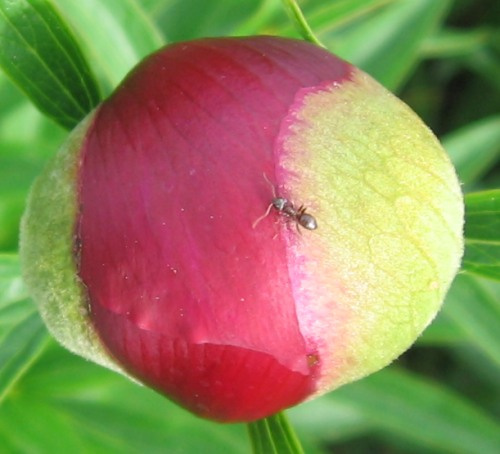 переход границы муравей ant
