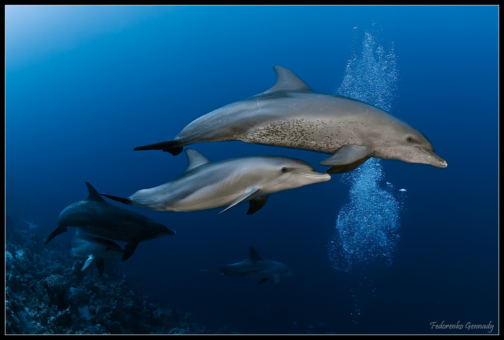 Танцы с дельфинами Дельфины , Red Sea
