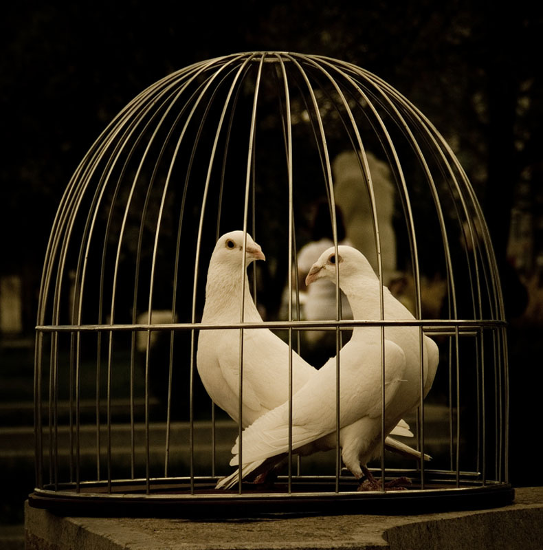two doves белые голуби клетка
