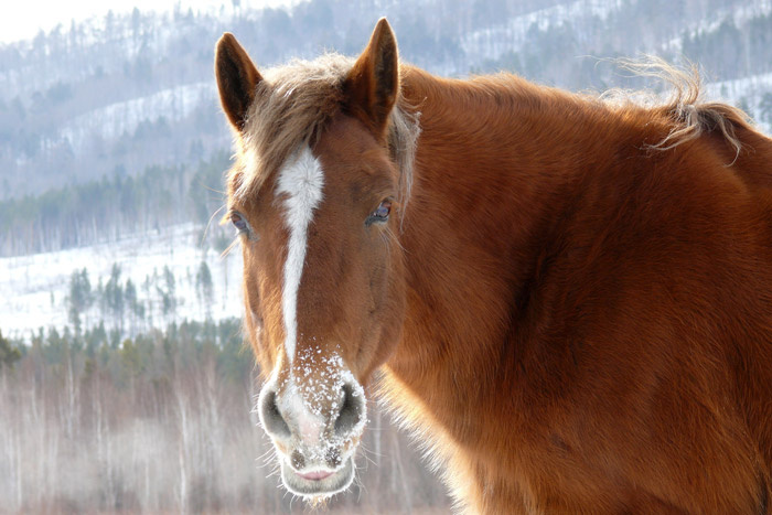рыжая лошадь