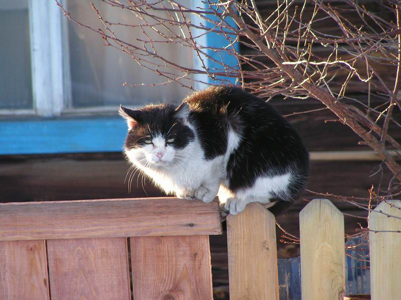 Опять, Март! коты март
