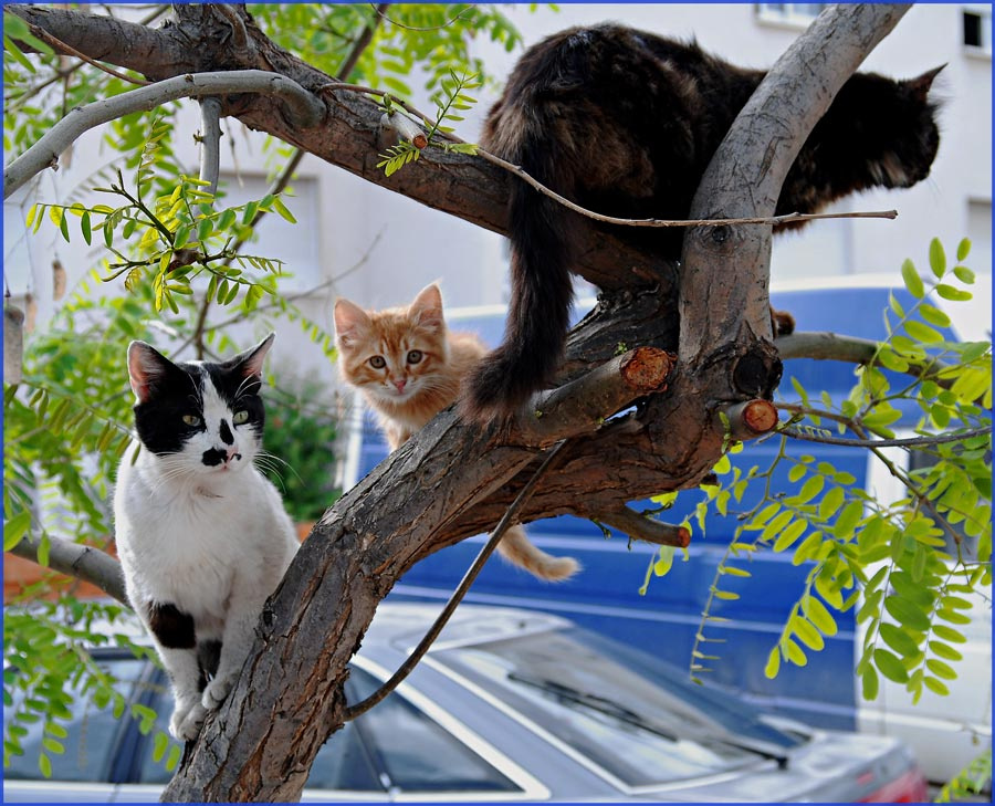 Встреча на высшем уровне кот,кошка,котёнок,дерево,встреча