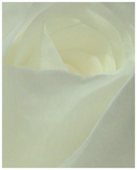 Dream rose