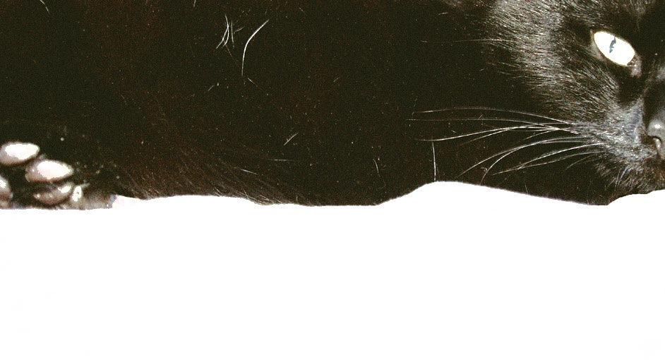 The Cat cat, кошка, кот