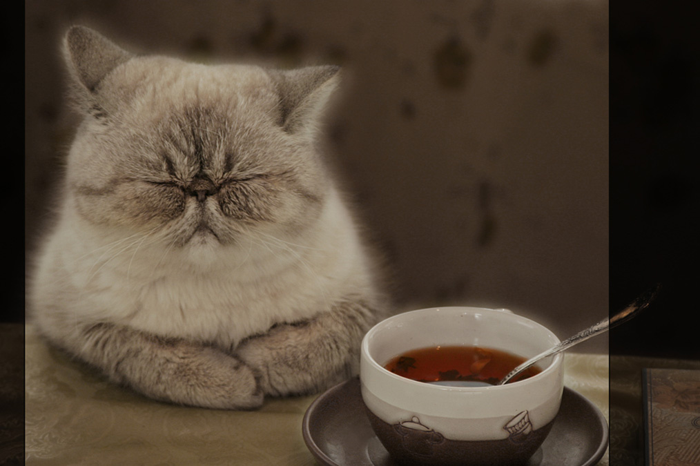 Теплые коты Кошка пьёт чай