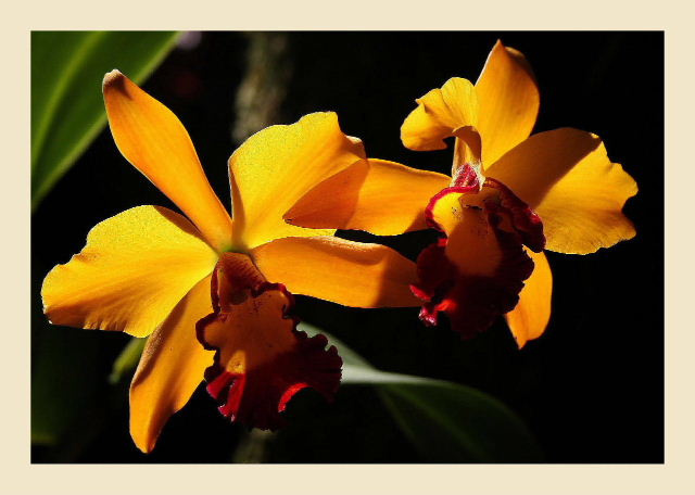 Orchids orchids, sunlight