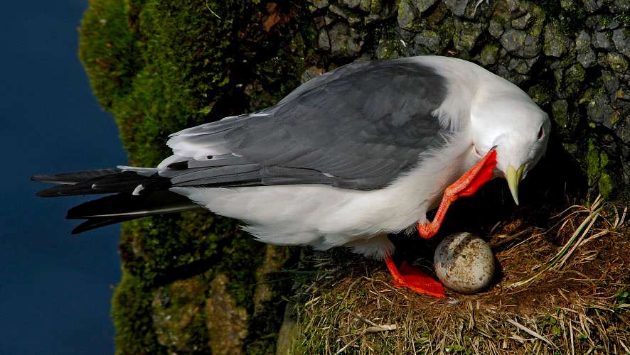 Честь имею, господа! Говорушка, Rissa brevirostris, Red-legged Kittiwake, St. George Island, the Pribilofs, Bering Sea, Alaska
