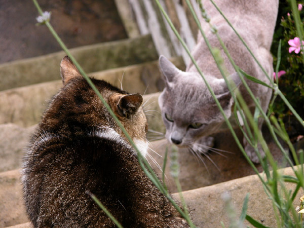 Cat's Talk cat, three cats