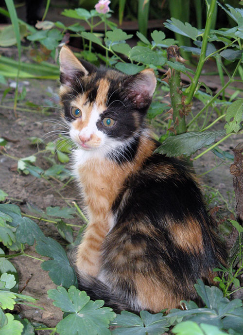А почему со мной никто не играет?:-( котенок, домашние любимцы, кошачьи