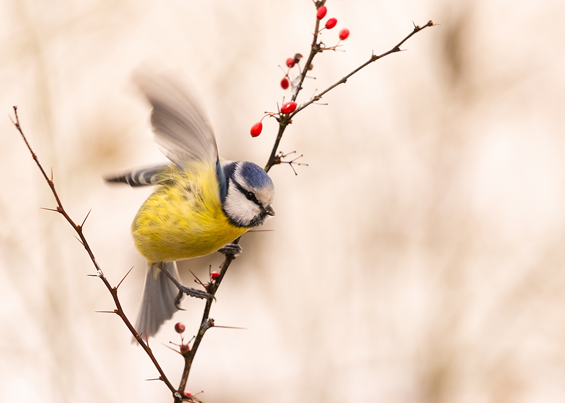 Titmouse 