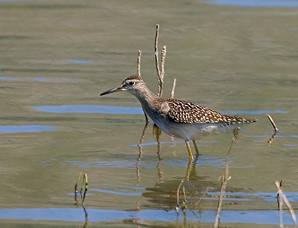 Birdy Фифи (Tringa glareola)
