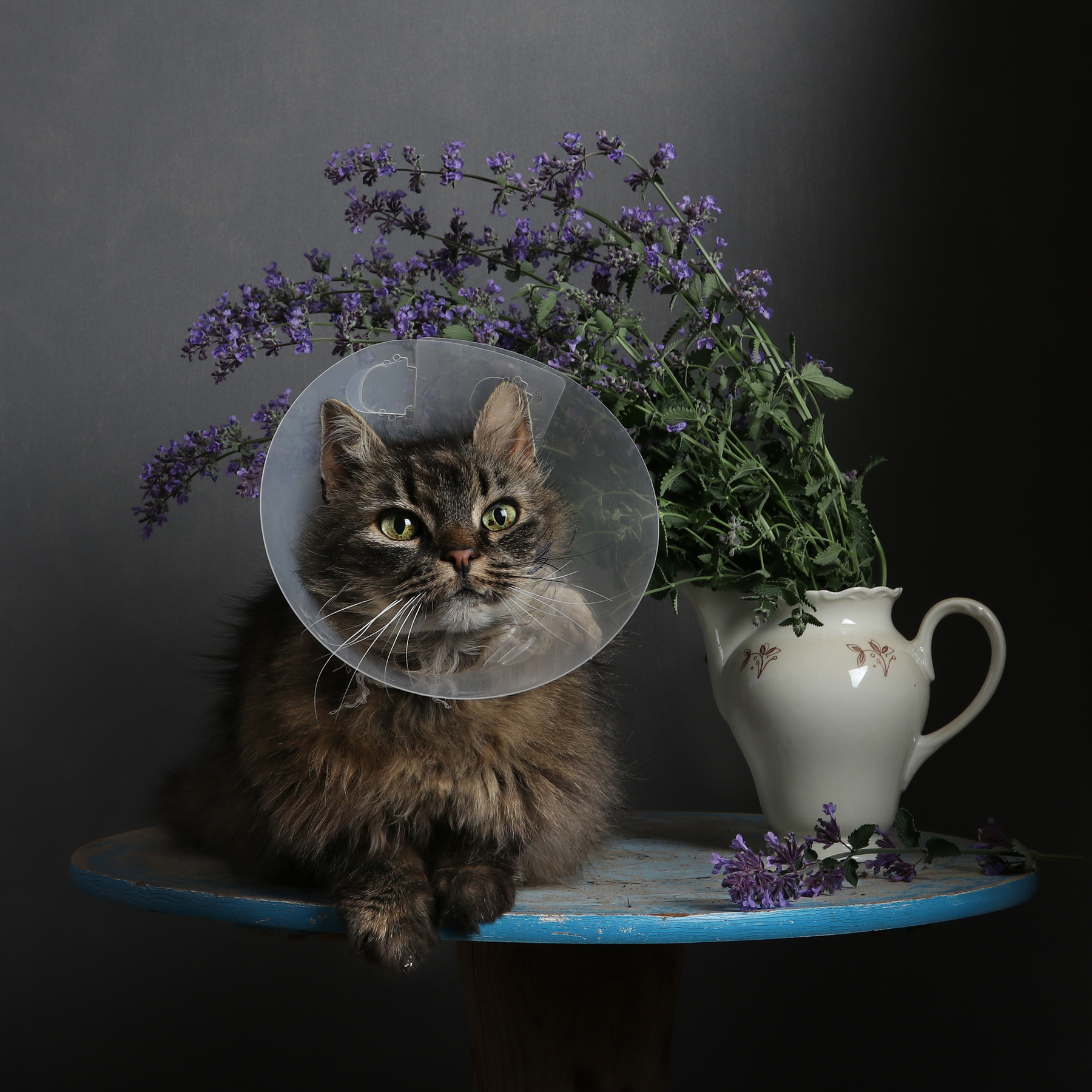 кошачья мята 