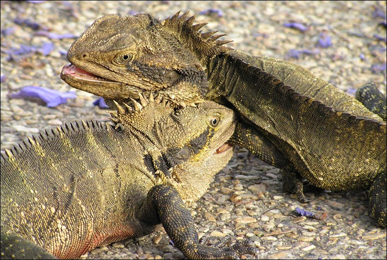 Победителей не будет Eastern Water Dragon, Physignathus lesueurii