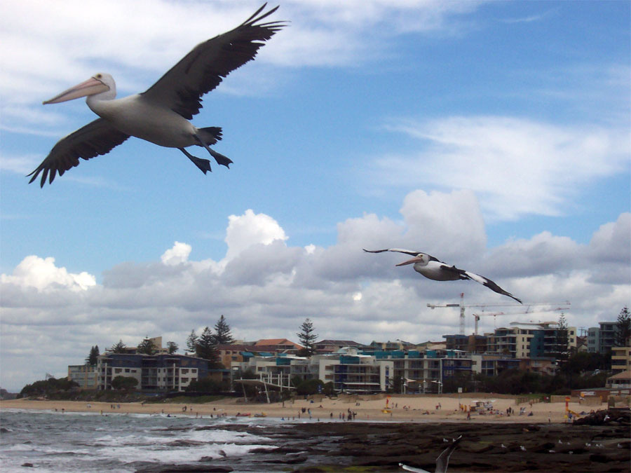 Прилетели... австралийский пеликан  Pelecanus conspicillatus