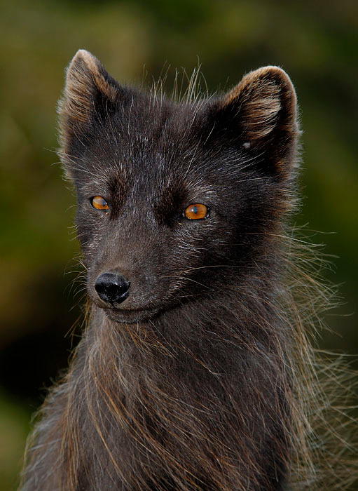 Златоглазый Песец, Alopex lagopus, Остров Св. Георгия, о-ва Прибылова, Arctic Fox, St. George Island, the Pribilofs, Bering Sea, Alaska