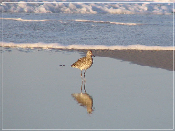 Birdy 