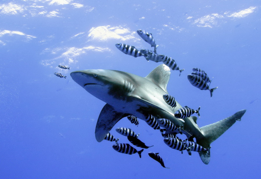 Longimanus Longimanus, shark, акула