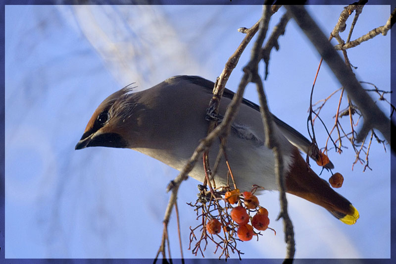 свиристель птица, bird, свиристель