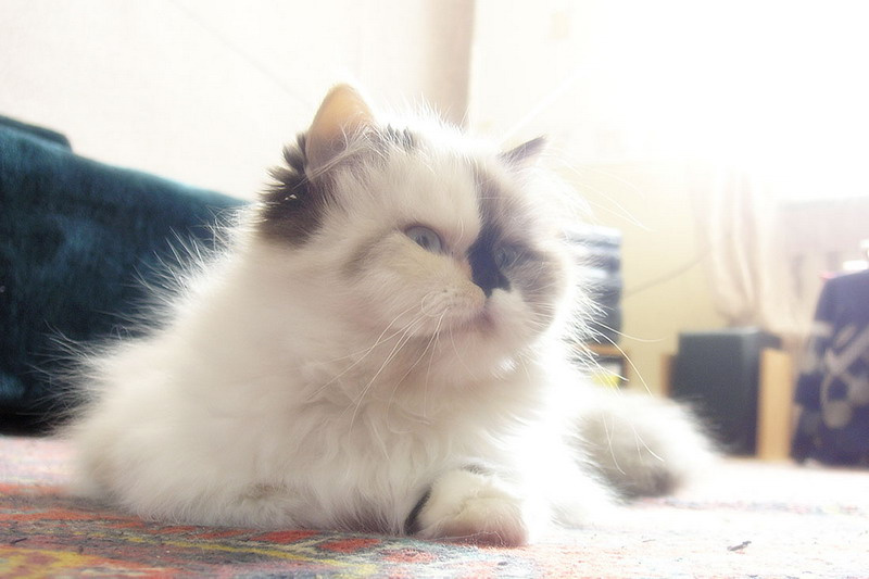 Солнечный \"зайчик\" кошка
