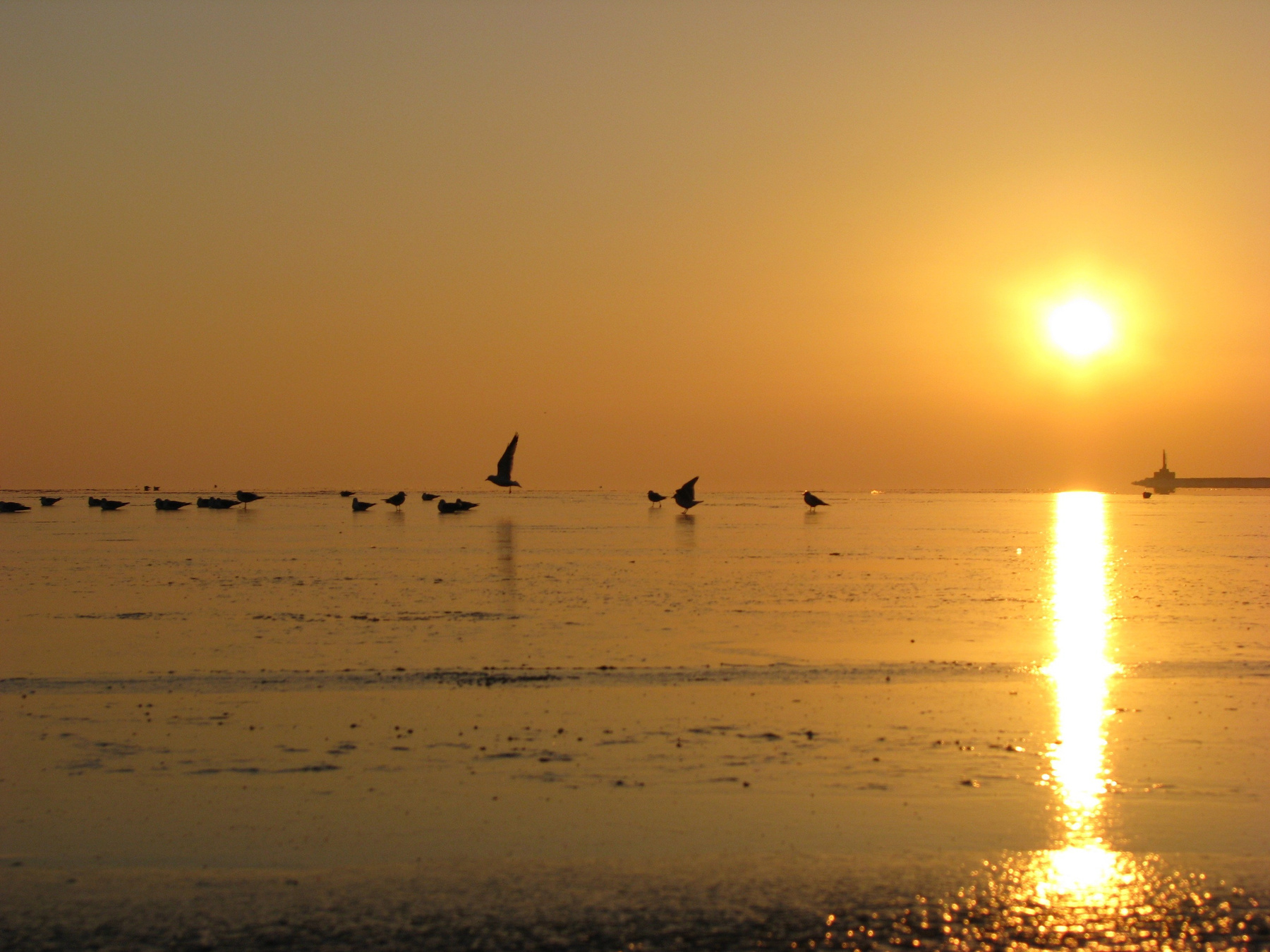 Золотой зимний закат закат, море, лед, чайки