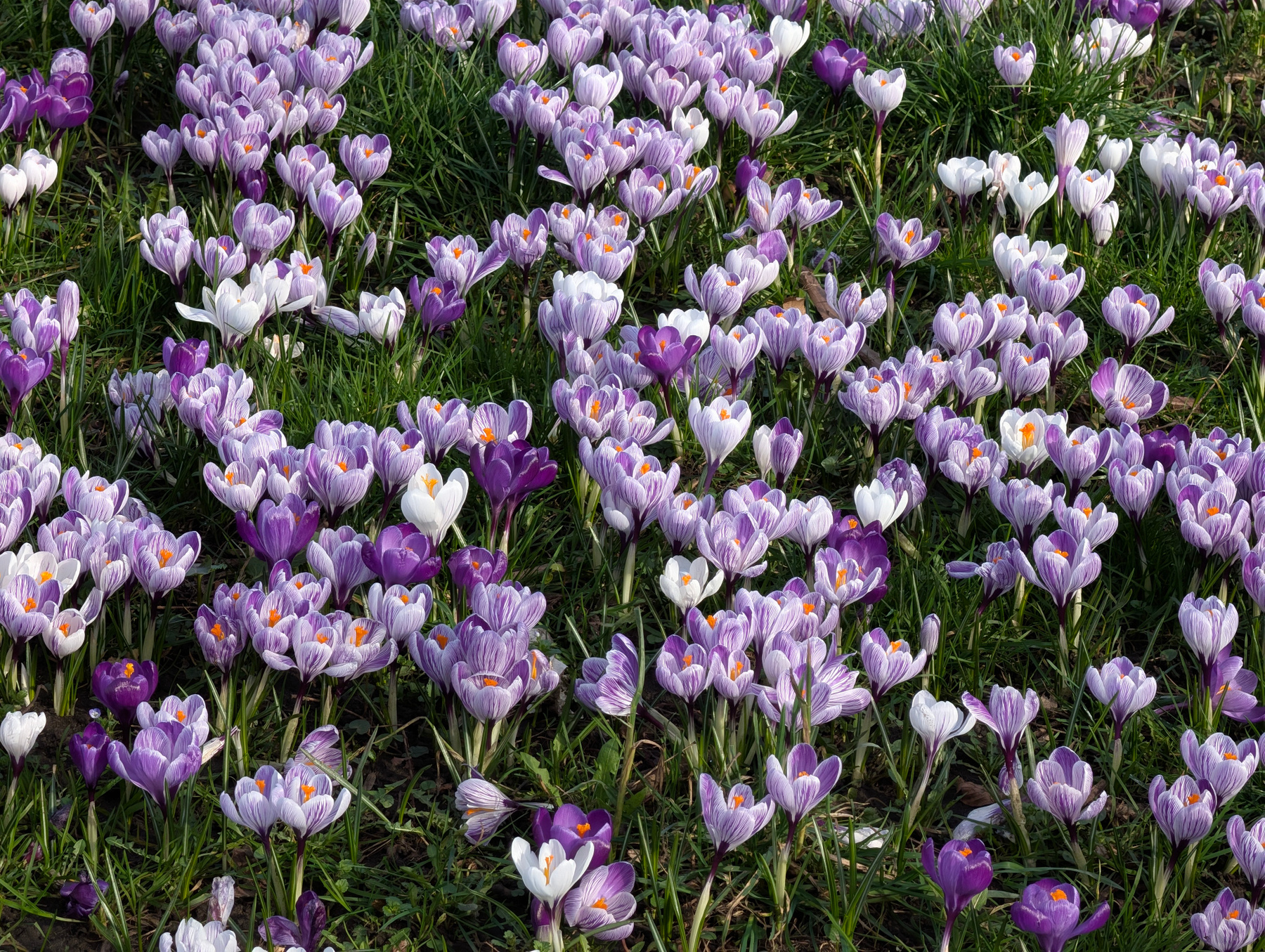Spring in Kirkstall Abbey цветы весна