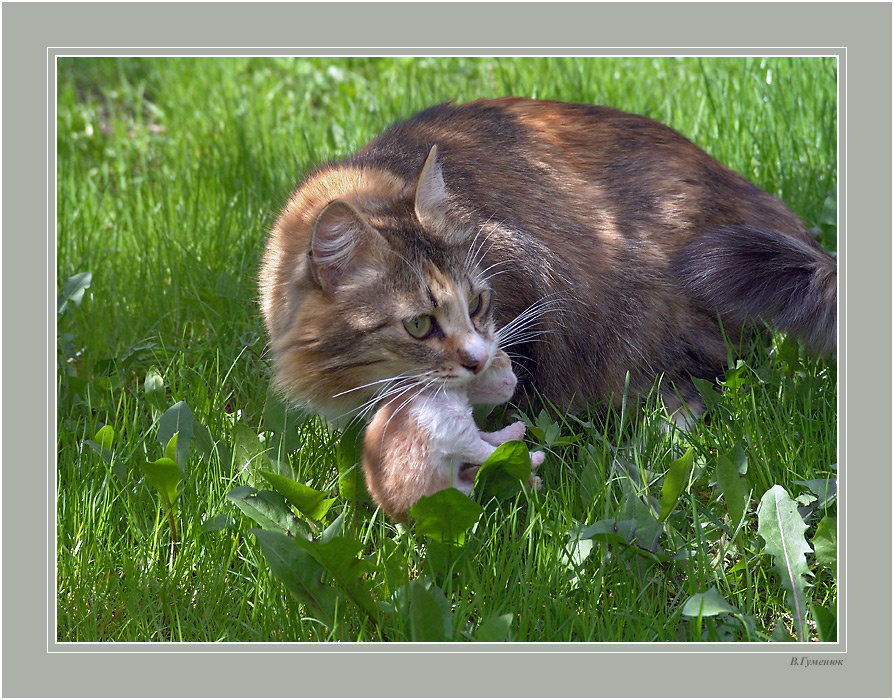 Мое животные кошка котенок
