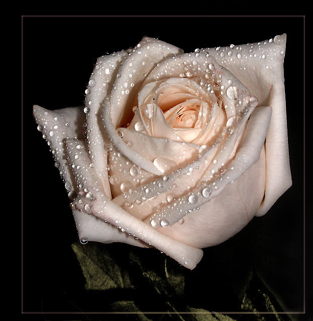 La rose... роза роса капли