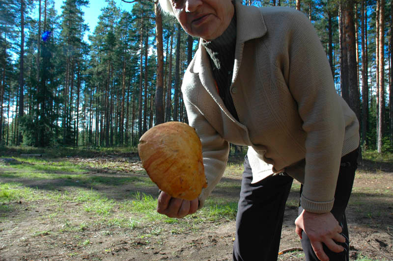 грибочек грибок