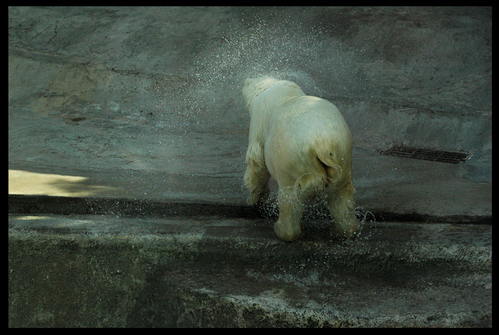 * * * bear