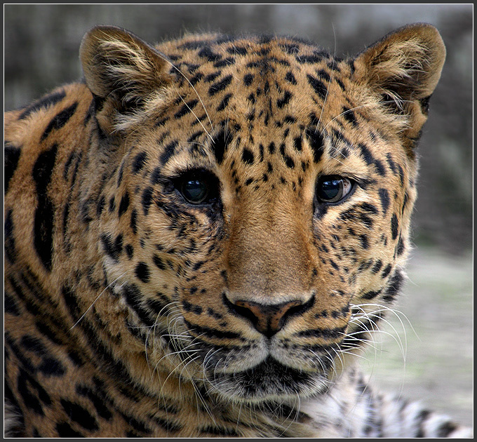 Стареем, стареем... Panthera pardus orientalis дальневосточный леопард