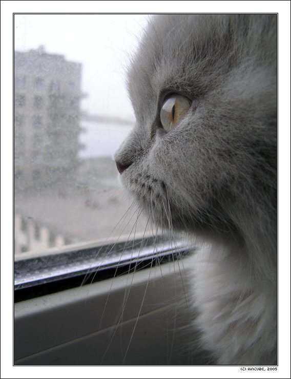 А когда я вырасту большим ... кот окно взгляд