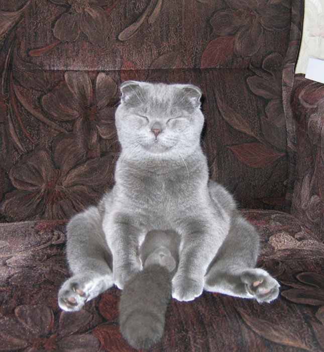 кот кот