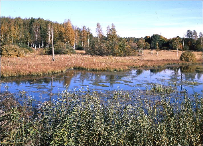 Немного воды и неба вода поле лес