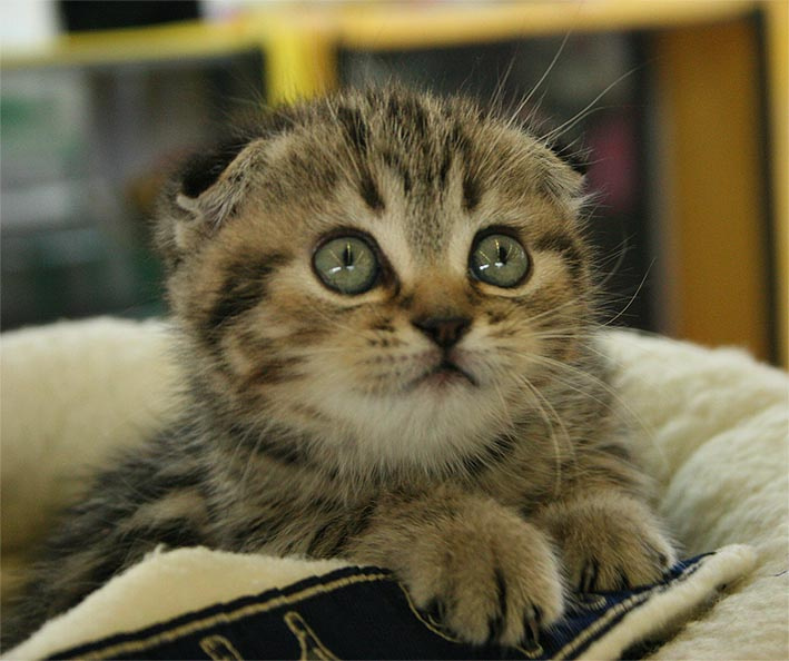 Ты ведь меня не обманешь?... котенок, глазки, доверие...