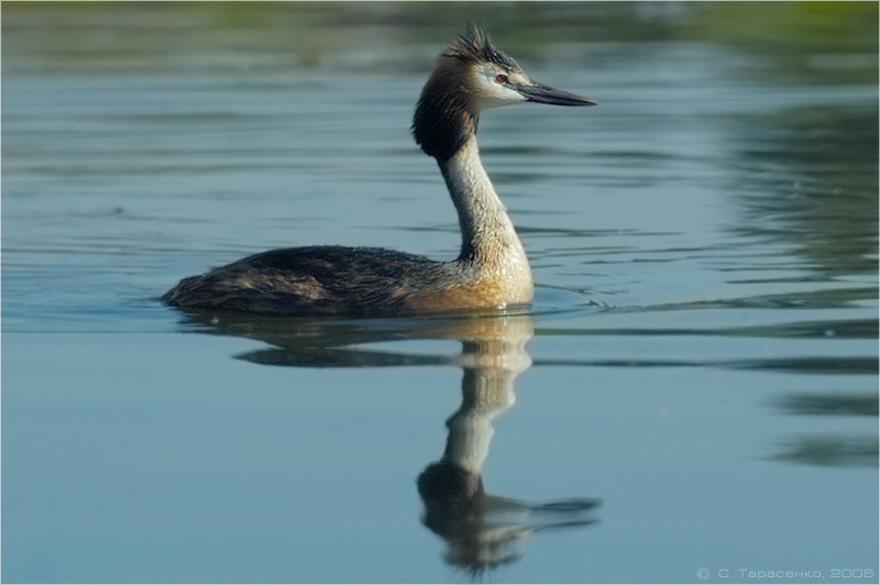 * водоплавающая птица чомга podiceps cristatus