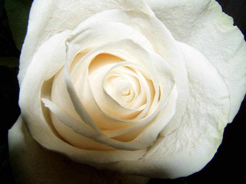 macro. Flash fire. rose свет. роза. макро