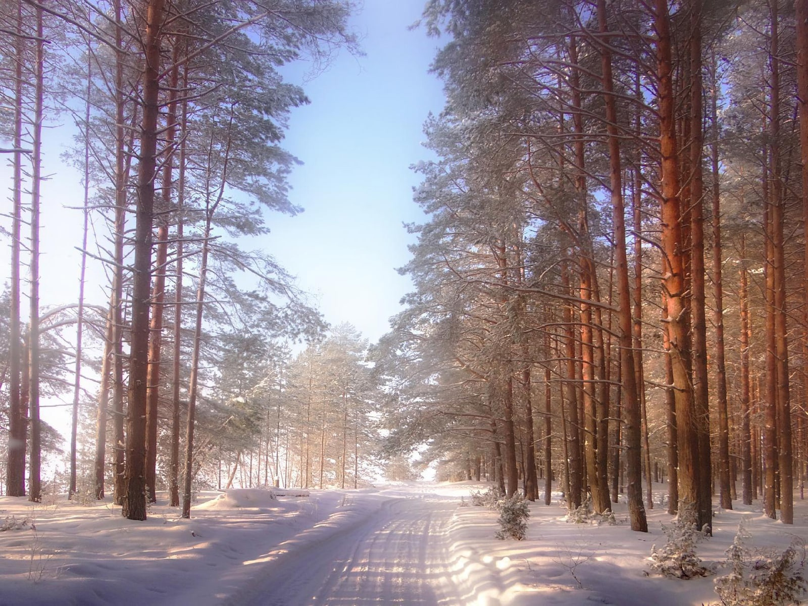 Зимний лес 