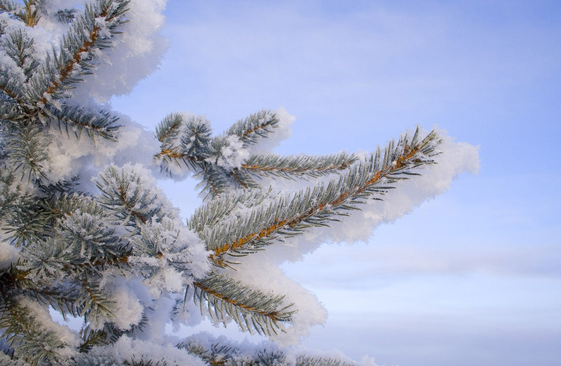 Don\'t touch Snow, winter, cold, silver