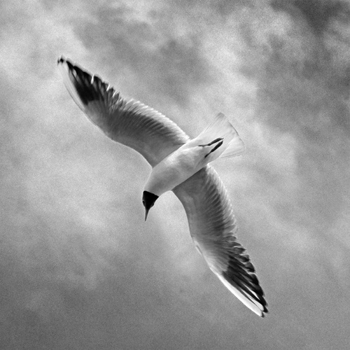 living in the clouds чайка небо
