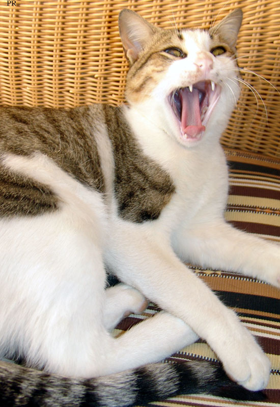 Yawn 