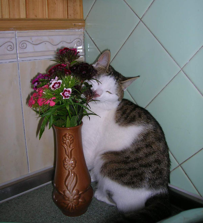 Ах! Мне подарили букет... кошка букет