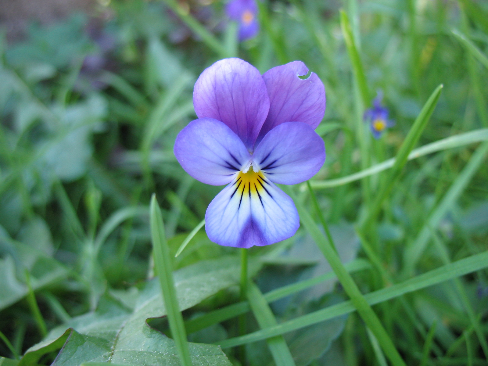 Самурай. (Viola tricolor)                                                                                                                                            фиалка  трёхцветная  viola tricolor римская мифология цветок Юпитера  Англия символ христианство святая Троица Всевидящее око